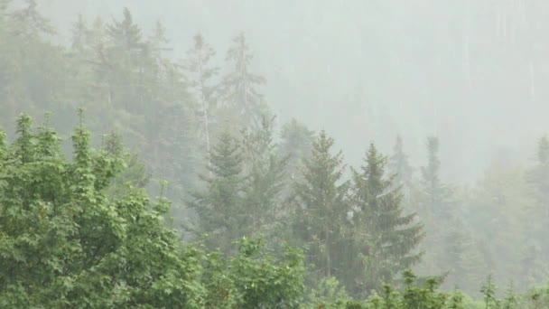 Лесные деревья в тумане — стоковое видео