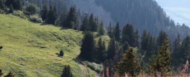 Ağaçlı Dağ Eğimi