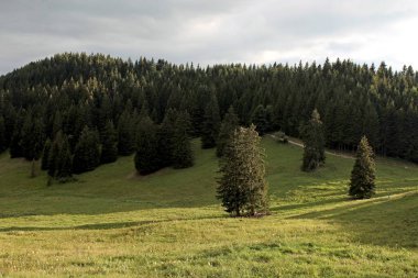 Yazın dağın yamacındaki ağaçlar
