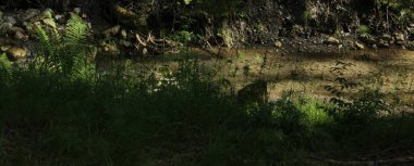 Yazın alp çayırı