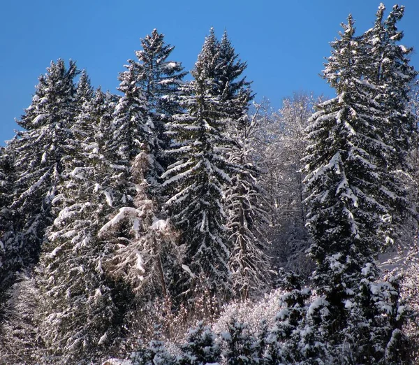 Alpejskie Krajobrazy Leśne Zimą — Zdjęcie stockowe