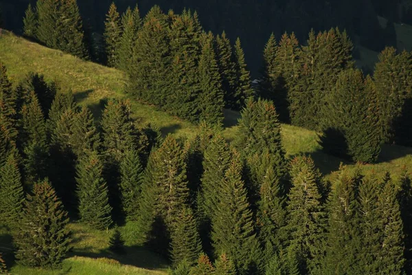Bomen Een Berghelling — Stockfoto
