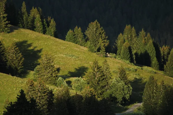 Bomen Een Berghelling — Stockfoto