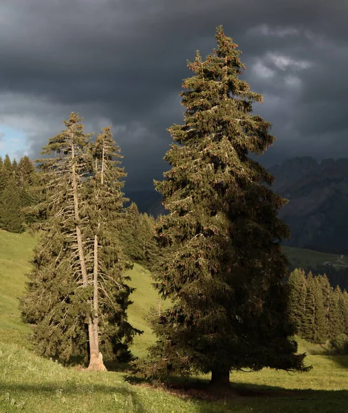 Дерева Гірському Схилі — стокове фото