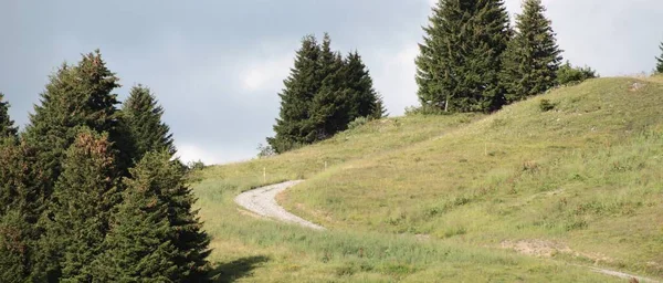 Paysages Alpins Avec Arbres Route Campagne — Photo