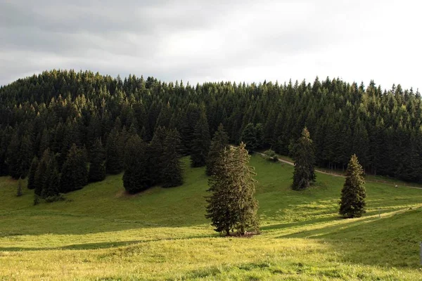 Дерева Гірському Схилі Влітку — стокове фото