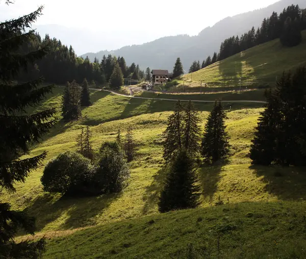 Berghelling Met Pijnbomen Bij Zonsondergang Licht — Stockfoto