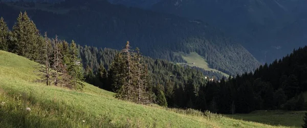 Alberi Pendio Montagna — Foto Stock