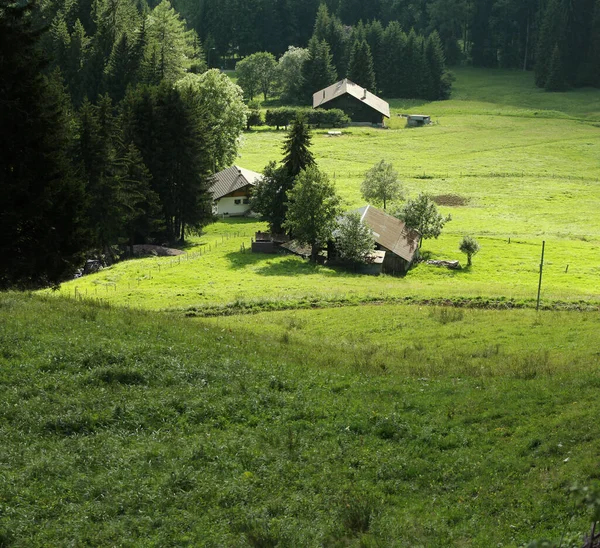 夏には山の斜面に草原があり — ストック写真