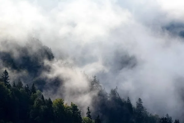 Vista Bosque Verano Con Nubes Bajas Imagen de archivo