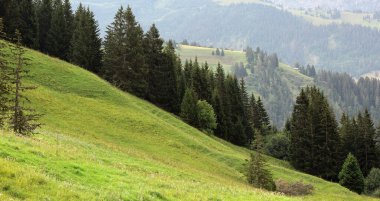 Ağaçlı Dağ Eğimi