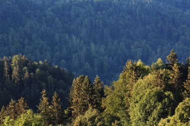 Yazın dağlık bir orman.