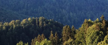 Yazın dağlık bir orman.