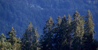 Yazın çam ağaçlı alp otlağı