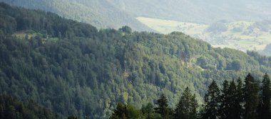 Bir dağın eteğindeki orman manzarası