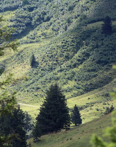 Árvores Nas Montanhas — Fotografia de Stock