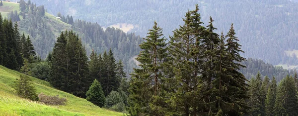 Pendiente Montaña Con Árboles — Foto de Stock