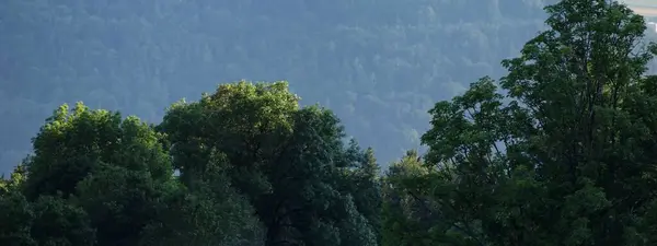 Waldbäume Sommer — Stockfoto