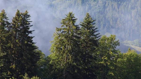 Vue Sur Une Forêt Alpine Brumeuse — Photo