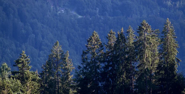 Alpin Betesmark Med Tallar Sommaren — Stockfoto