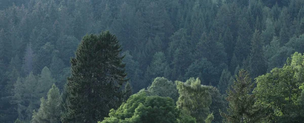 夏の高山林の風景 — ストック写真