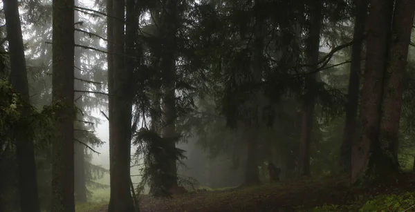 霧の多い天気の森の風景 — ストック写真
