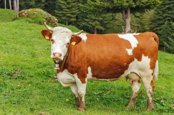 Αγελάδα στις Άλπεις Εικόνα Αρχείου