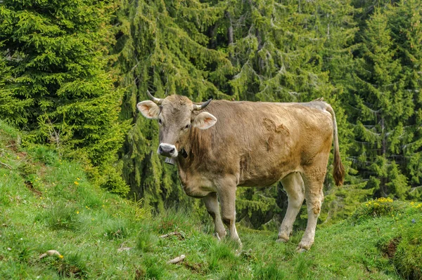 Αγελάδα στις Άλπεις Φωτογραφία Αρχείου