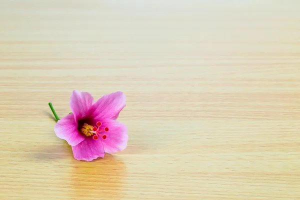 Hibiscus rosa sinensis Blume auf Holzplatte — Stockfoto