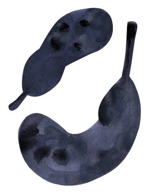 Beyaz arkaplanda izole edilmiş balkabaklarının suluboya çizimi. Cadılar Bayramı kartı illüstrasyonu. Davetiye için tasarım, poster, kartpostal, ambalaj kağıdı, kapak, kumaş.