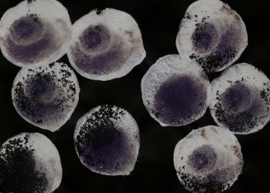 Kabarcıklı basit bir özgeçmiş, düşen konfeti. Siyah üzerine suluboya noktalar. Tebrik kartı, kartpostal, poster, logo, tekstil, kumaş, ambalaj, ambalaj kağıdı için mükemmel..