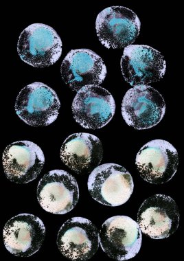 Kabarcıklı basit bir özgeçmiş, konfeti. Mavi, gökkuşağı suluboya noktaları siyah üzerinde daireler çiziyor. Tebrik kartı, kartpostal, poster, logo, tekstil, kumaş, ambalaj, ambalaj kağıdı için mükemmel..