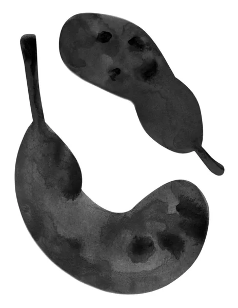 Akvarell Illustration Monokroma Pumpor Isolerade Vit Bakgrund Halloween Kort Illustration — Stockfoto