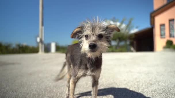 Míšenec zatoulaný pes trpící infekcí, malý opuštěný pes procházející se po ulici a hledající adopci. Pes bez domova potřebuje pomoc, jídlo a lásku. Koncept týrání zvířat — Stock video