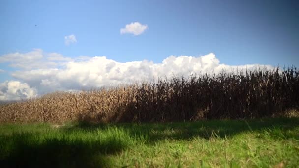 Prachtig uitzicht op groen en geel gewas veld op geweldige bergen en wolken achtergrond. Planten en gewassen verbouwen voor de voedingsindustrie, oogsten op het platteland. Landbouw en plattelandsontwikkeling — Stockvideo