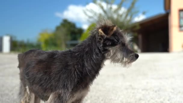 Malý zatoulaný pes s laskavýma očima rozhlížející se po ulici, domácí mazlíček bez domova čekající na adopci s nadějí a náklonností. Smíšený pes kráčející sám po ulici, vystrašený pes a zvířecí útulek — Stock video