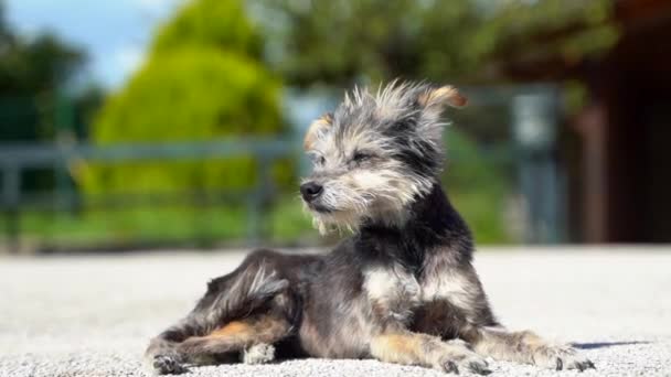 Anjing gelandangan yang lucu duduk di tanah dan melihat-lihat, hewan peliharaan yang kelaparan menunggu cinta dan kasih sayang. Anjing ras campuran merasa kesepian, potret anjing liar mencari tempat berlindung dan — Stok Video