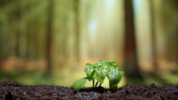 Crescimento de plantas orgânicas crescendo em solo preto fértil no campo sob a luz solar, plântulas verdes sem OGM crescendo em plantação de vegetais. Produção de alimentação saudável, ambiental — Vídeo de Stock