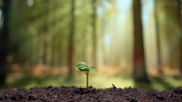 Haste de sementes de plantas verdes subindo lentamente de solo fértil no campo sob a luz solar, cultivo e processo de cultivo de alimentos orgânicos sem OGM. Desenvolvimento da agricultura e da plantação — Vídeo de Stock