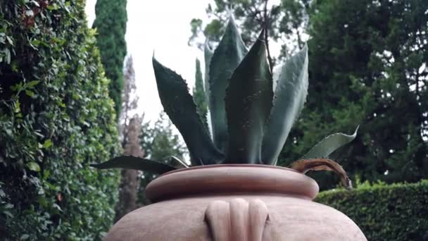 Evergreen agave kaktus vokser i frugtbar jord inde i den enorme mursten vase, saftige vilde ørken plante dyrket i landbruget betingelser for skønhed urter produktion eller drikkevareindustrien – Stock-video