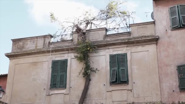 Hagyományos régi épület külseje kis olasz város, zászlósköves épület homlokzat régi és romos ablaktáblák benőtt virágzó növény bokor emelkedik a nap mentén az épület falán — Stock videók