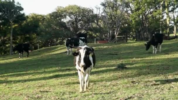 Uma vaca leiteira caminhando em direção à câmera — Vídeo de Stock