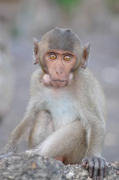 Dağın tepesinde oturan maymun