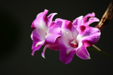Mor orkideler