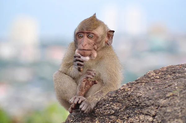 Dağın tepesinde oturan maymun