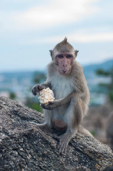 Maymun meyve dağda yemek