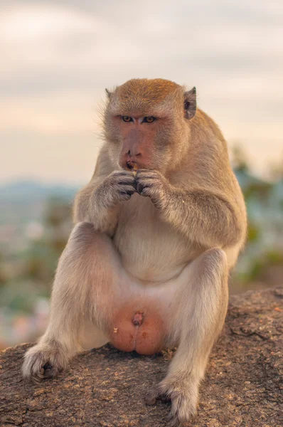 Maymun meyve dağda yemek