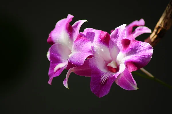 Mor orkideler