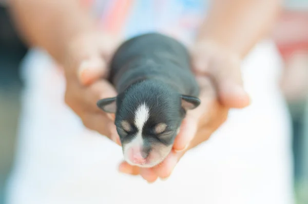 Chihuahua pup op hand en vervagen achtergrond — Stockfoto