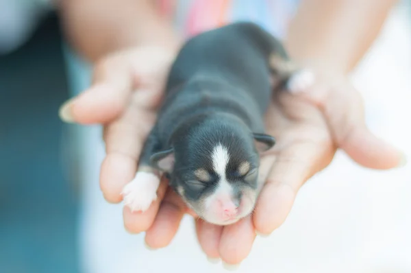 El ve bulanıklık arka plan üzerinde Chihuahua köpek yavrusu